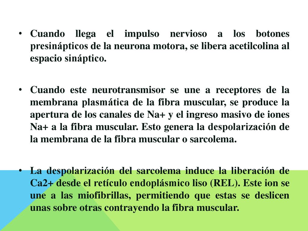 Cuando llega el impulso nervioso a los botones presinápticos de la neurona motora, se libera acetilcolina al espacio sináptico.