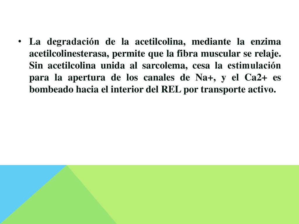 La degradación de la acetilcolina, mediante la enzima acetilcolinesterasa, permite que la fibra muscular se relaje.