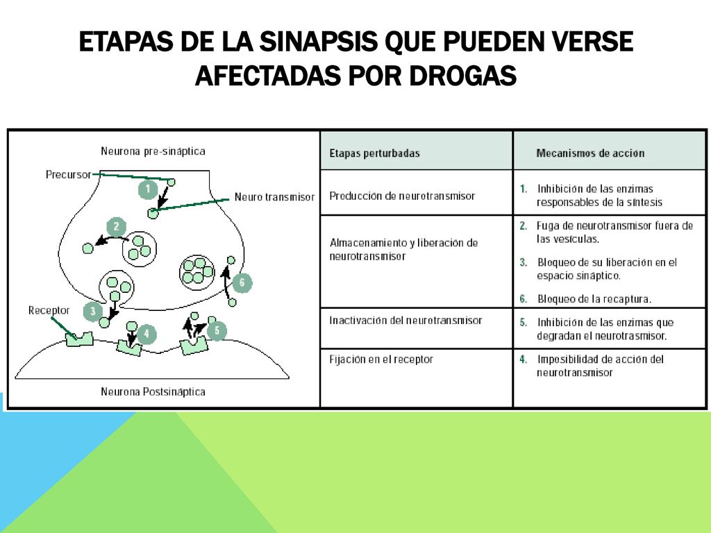 Etapas de la sinapsis que pueden verse afectadas por drogas