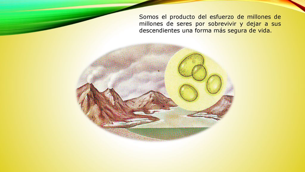 Somos el producto del esfuerzo de millones de millones de seres por sobrevivir y dejar a sus descendientes una forma más segura de vida.