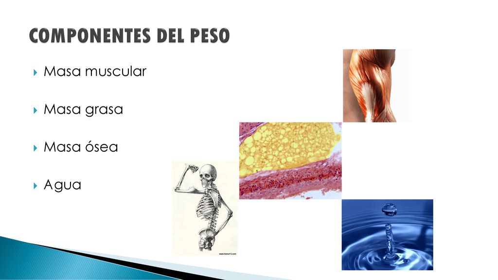COMPONENTES DEL PESO Masa muscular Masa grasa Masa ósea Agua