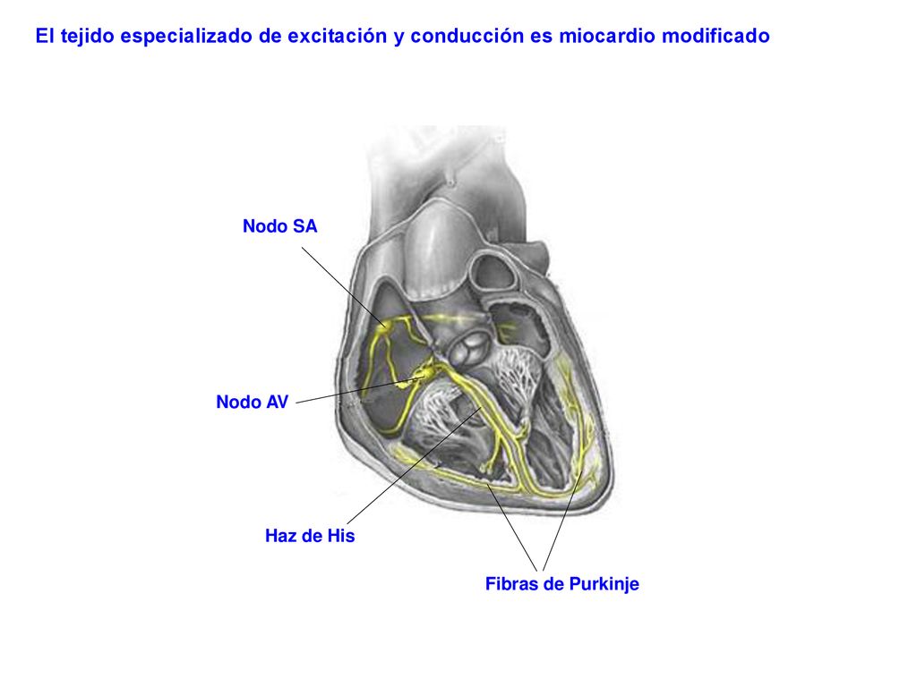 El tejido especializado de excitación y conducción es miocardio modificado
