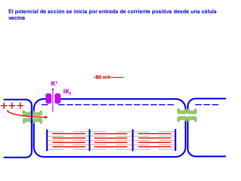 El potencial de acción se inicia por entrada de corriente positiva desde una célula vecina