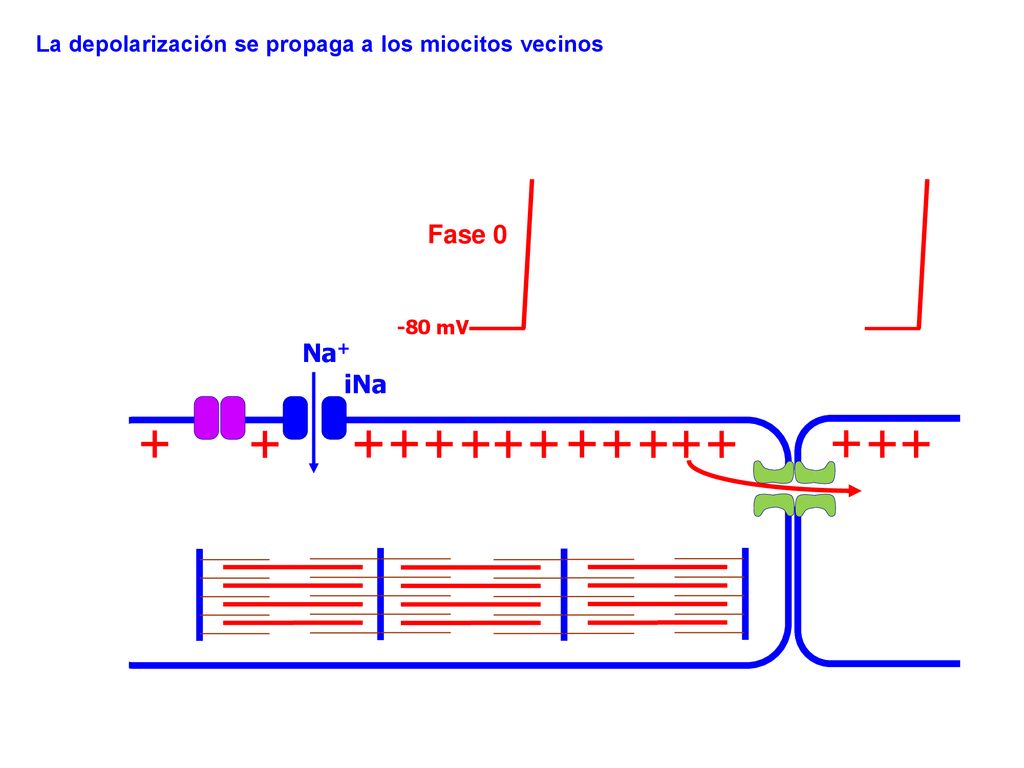 Fase 0 Na+ iNa La depolarización se propaga a los miocitos vecinos