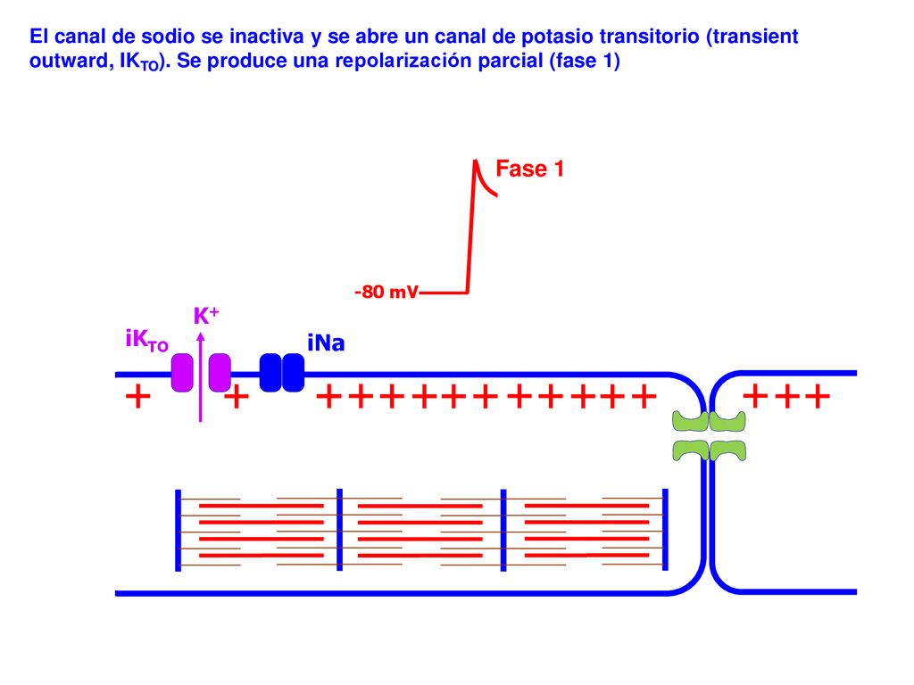 El canal de sodio se inactiva y se abre un canal de potasio transitorio (transient outward, IKTO). Se produce una repolarización parcial (fase 1)