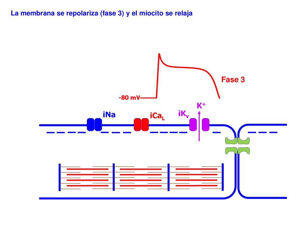 La membrana se repolariza (fase 3) y el miocito se relaja