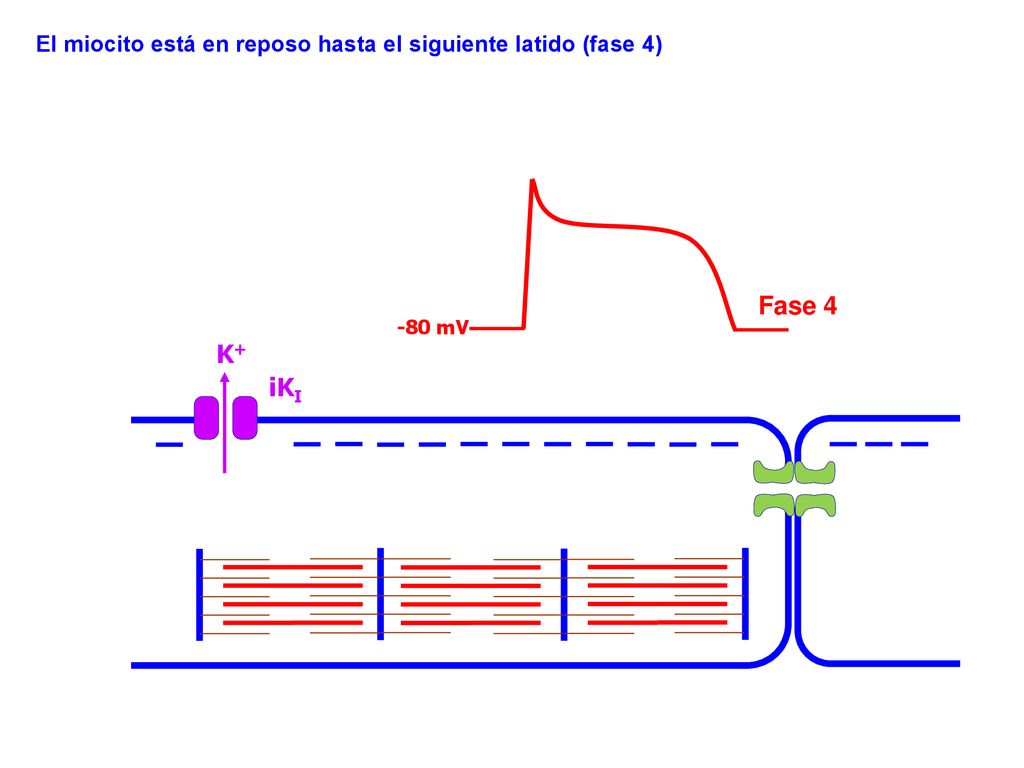 El miocito está en reposo hasta el siguiente latido (fase 4)