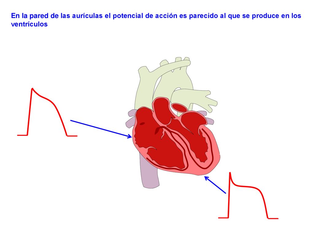 En la pared de las aurículas el potencial de acción es parecido al que se produce en los ventrículos