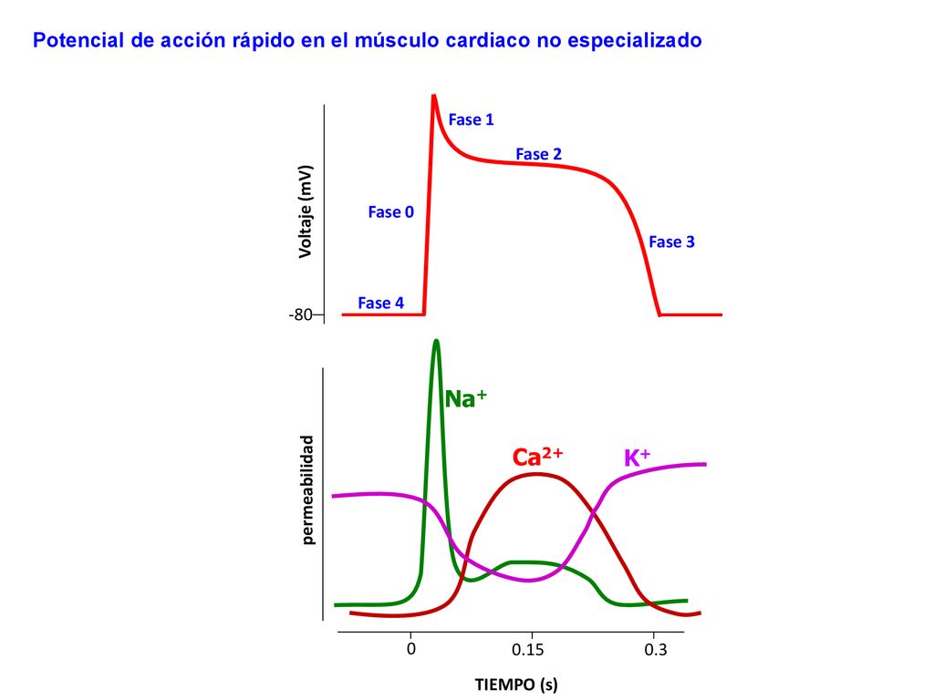 Potencial de acción rápido en el músculo cardiaco no especializado