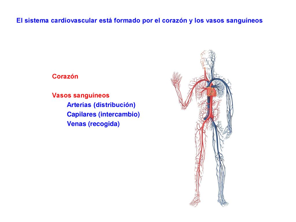 El sistema cardiovascular está formado por el corazón y los vasos sanguíneos