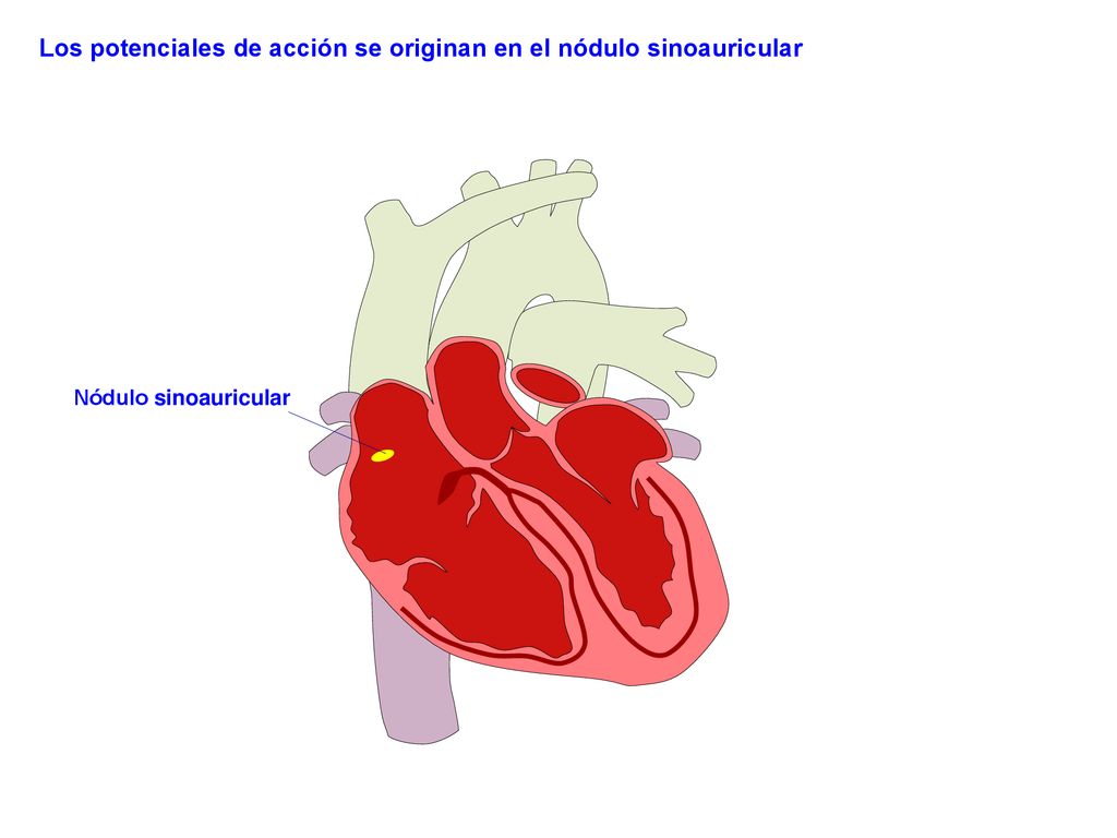 Los potenciales de acción se originan en el nódulo sinoauricular