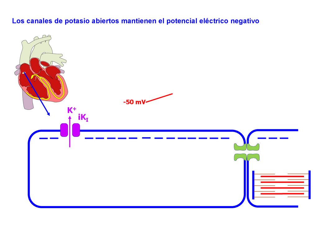 Los canales de potasio abiertos mantienen el potencial eléctrico negativo