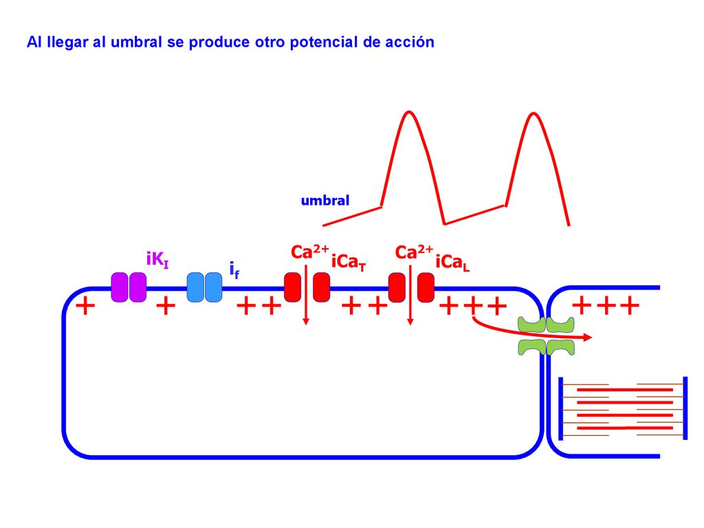 Al llegar al umbral se produce otro potencial de acción
