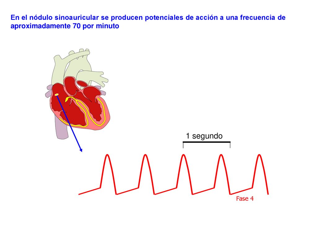 En el nódulo sinoauricular se producen potenciales de acción a una frecuencia de aproximadamente 70 por minuto