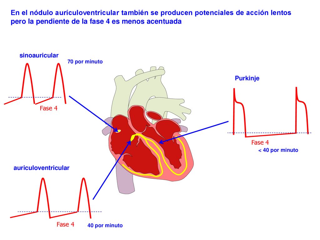 En el nódulo aurículoventricular también se producen potenciales de acción lentos pero la pendiente de la fase 4 es menos acentuada