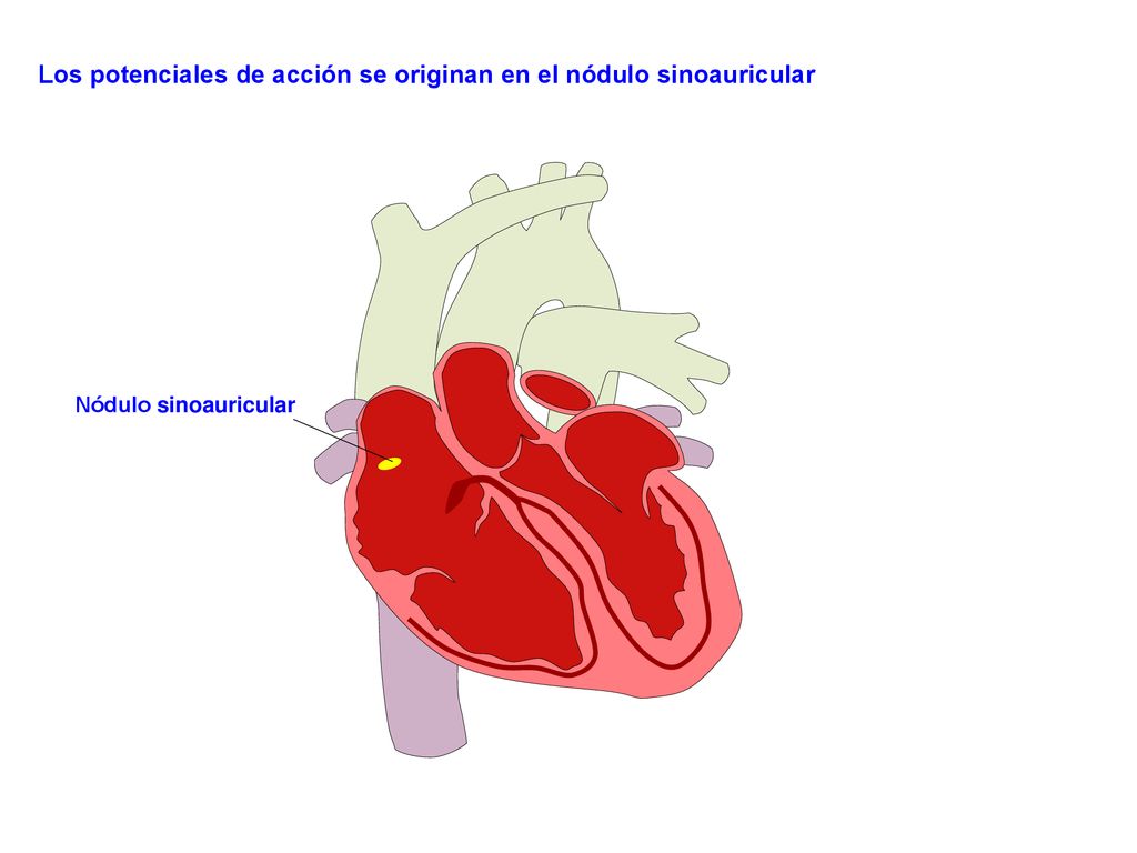 Los potenciales de acción se originan en el nódulo sinoauricular