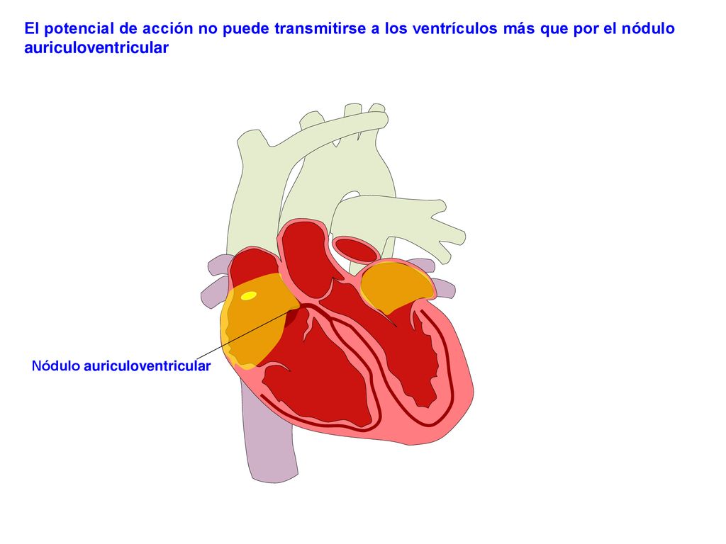 El potencial de acción no puede transmitirse a los ventrículos más que por el nódulo auriculoventricular