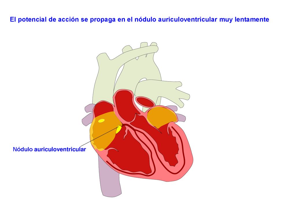 El potencial de acción se propaga en el nódulo auriculoventricular muy lentamente