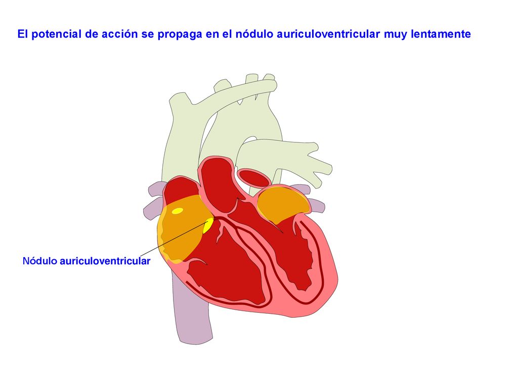 El potencial de acción se propaga en el nódulo auriculoventricular muy lentamente