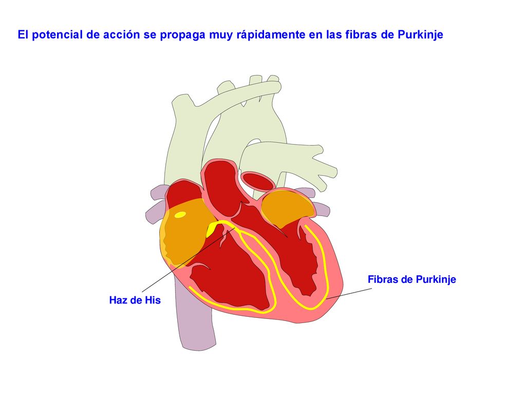 El potencial de acción se propaga muy rápidamente en las fibras de Purkinje