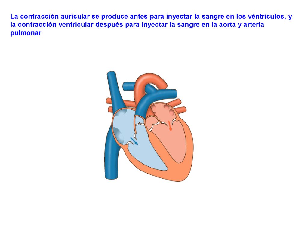 La contracción auricular se produce antes para inyectar la sangre en los véntrículos, y la contracción ventrícular después para inyectar la sangre en la aorta y arteria pulmonar