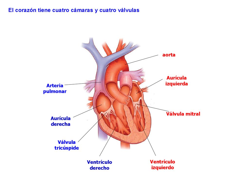 El corazón tiene cuatro cámaras y cuatro válvulas