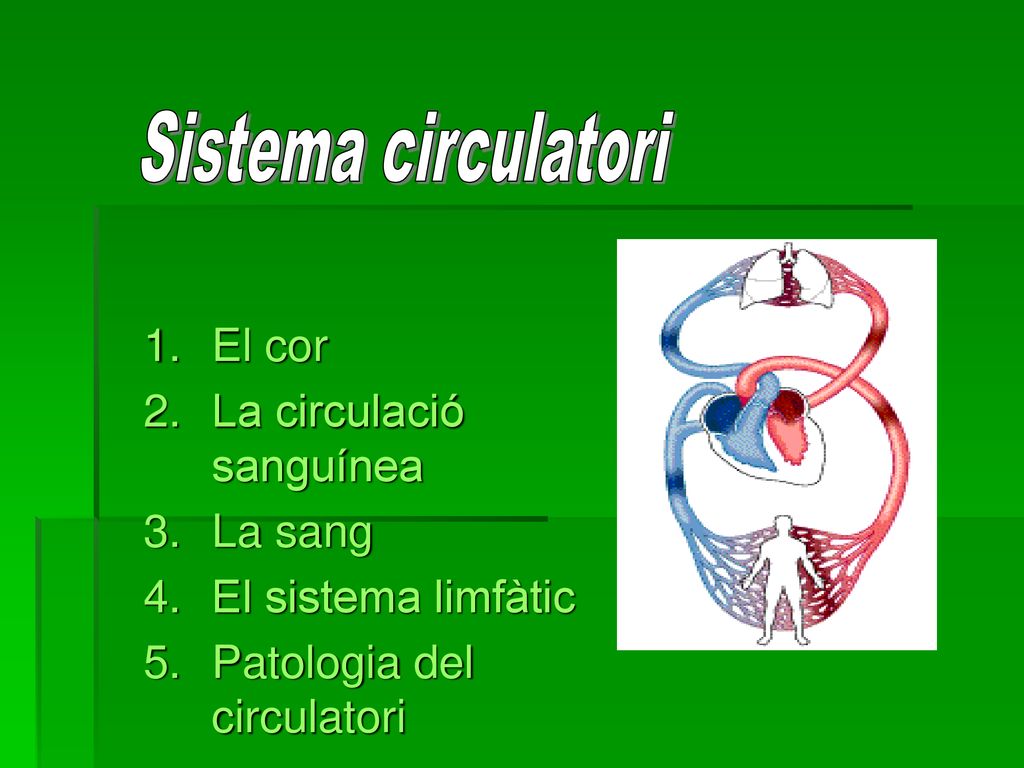 Sistema circulatori El cor La circulació sanguínea La sang