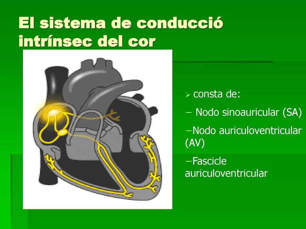 El sistema de conducció intrínsec del cor