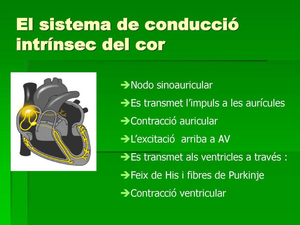 El sistema de conducció intrínsec del cor