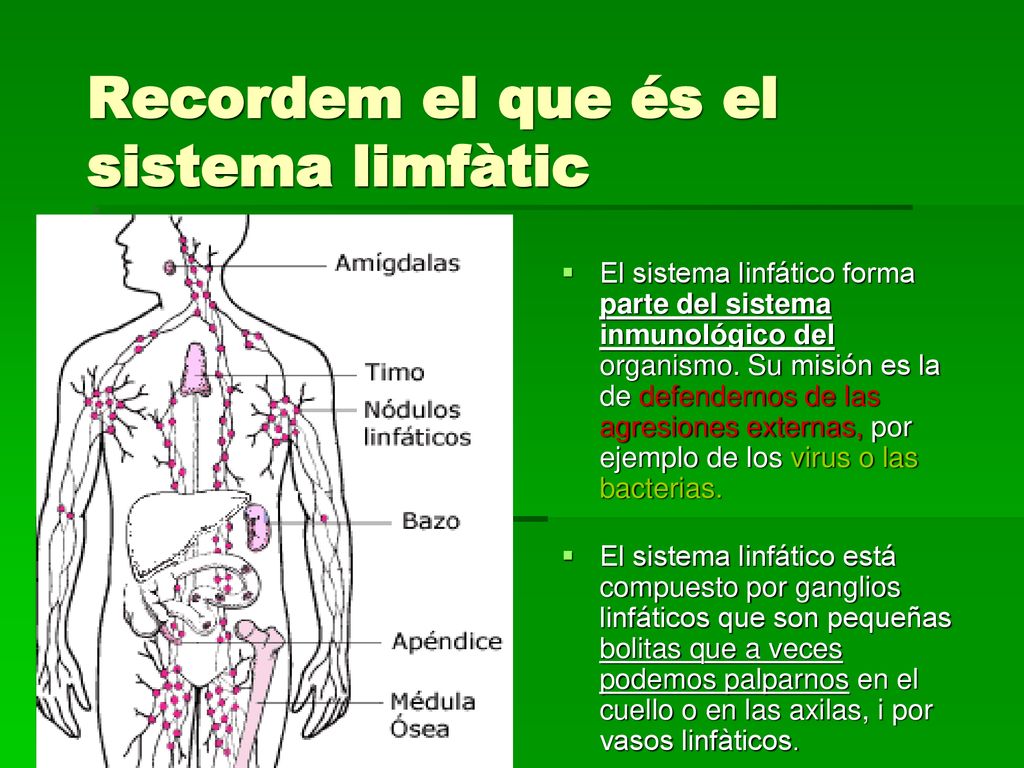 Recordem el que és el sistema limfàtic