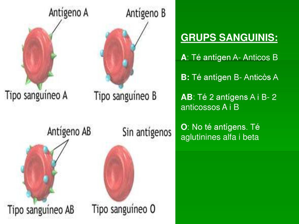 GRUPS SANGUINIS: A: Té antígen A- Anticos B B: Té antígen B- Anticòs A