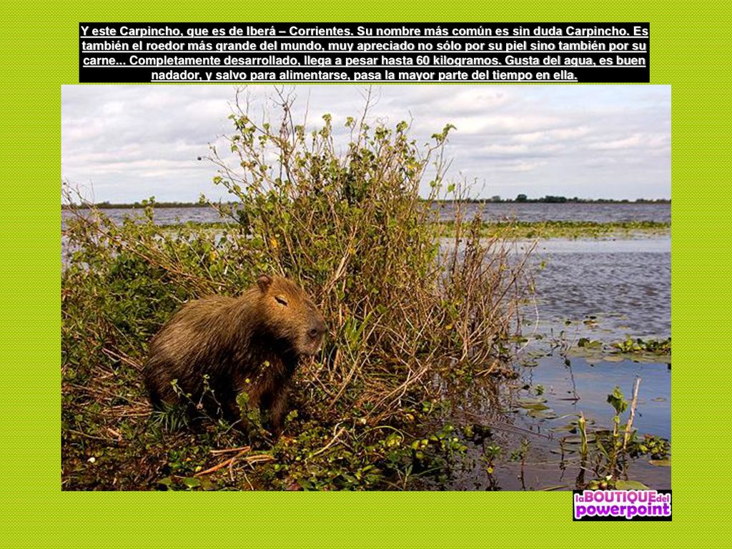 Y este Carpincho, que es de Iberá – Corrientes