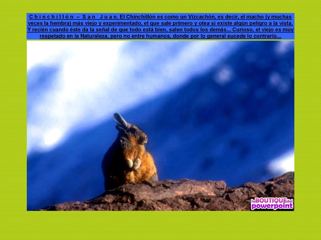 C h i n c h i l l ó n – S a n J u a n. El Chinchillón es como un Vizcachón, es decir, el macho (y muchas