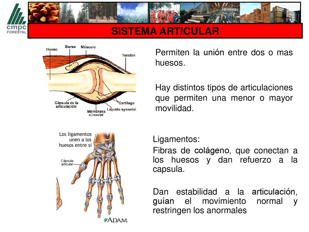 SISTEMA ARTICULAR Permiten la unión entre dos o mas huesos. Hay distintos tipos de articulaciones que permiten una menor o mayor movilidad.