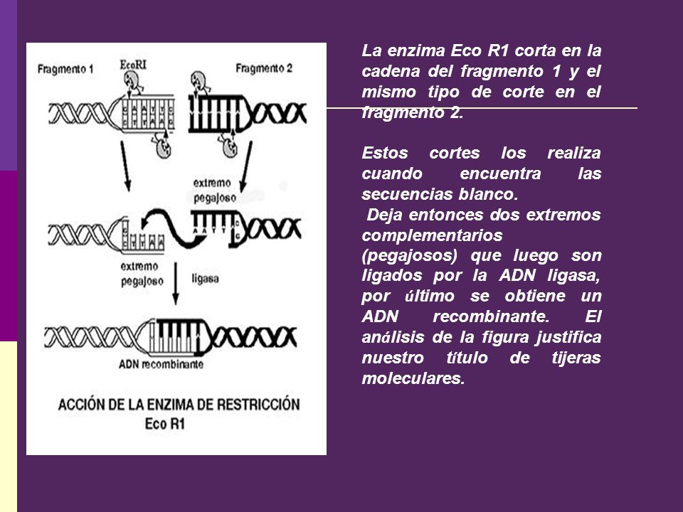 La enzima Eco R1 corta en la cadena del fragmento 1 y el mismo tipo de corte en el fragmento 2.
