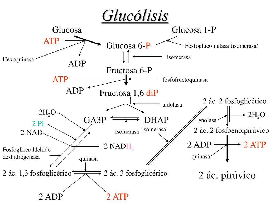 Glucólisis 2 ác. pirúvico Glucosa Glucosa 1-P ATP Glucosa 6-P ADP