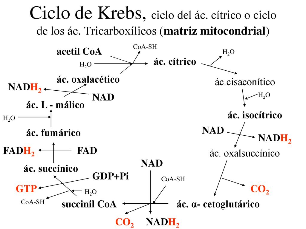 Ciclo de Krebs, ciclo del ác. cítrico o ciclo de los ác