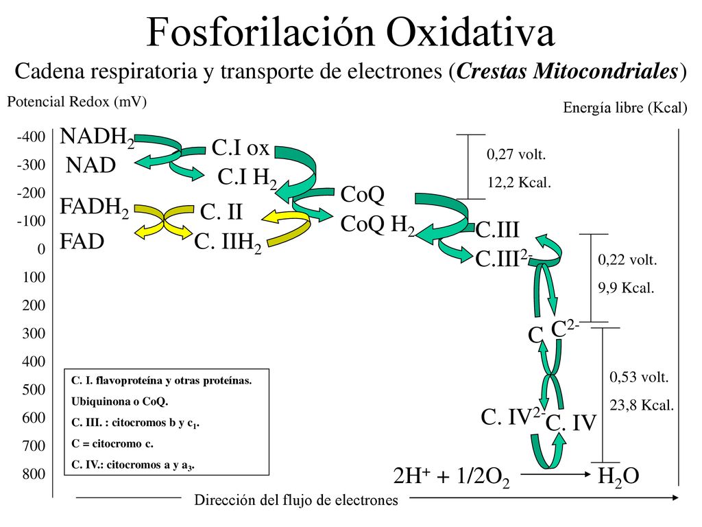 Fosforilación Oxidativa Cadena respiratoria y transporte de electrones (Crestas Mitocondriales)