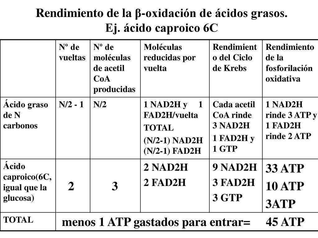Rendimiento de la β-oxidación de ácidos grasos. Ej. ácido caproico 6C