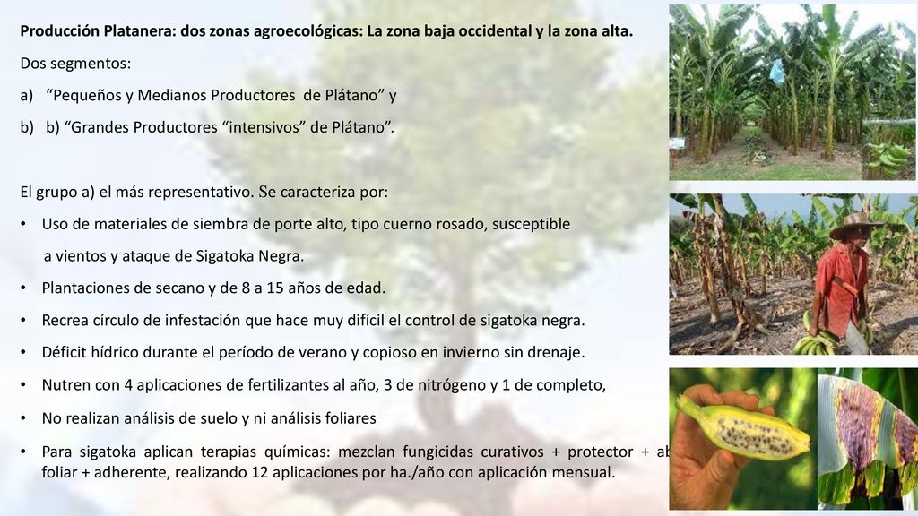 Producción Platanera: dos zonas agroecológicas: La zona baja occidental y la zona alta.