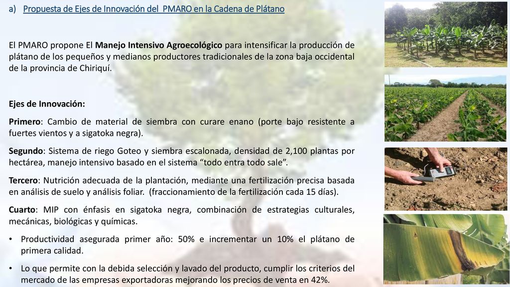 Propuesta de Ejes de Innovación del PMARO en la Cadena de Plátano