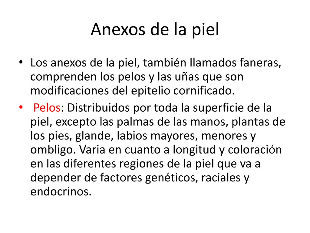 Anexos de la piel Los anexos de la piel, también llamados faneras, comprenden los pelos y las uñas que son modificaciones del epitelio cornificado.