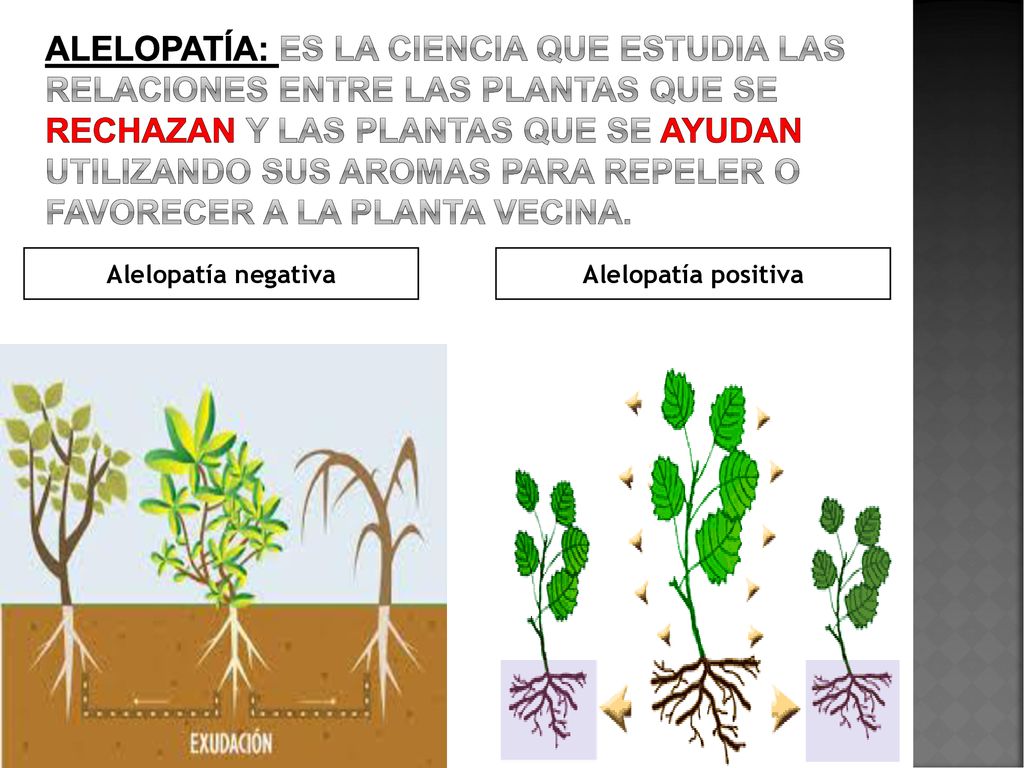 Alelopatía: Es la ciencia que estudia las relaciones entre las plantas que se rechazan y las plantas que se ayudan utilizando sus aromas para repeler o favorecer a la planta vecina.