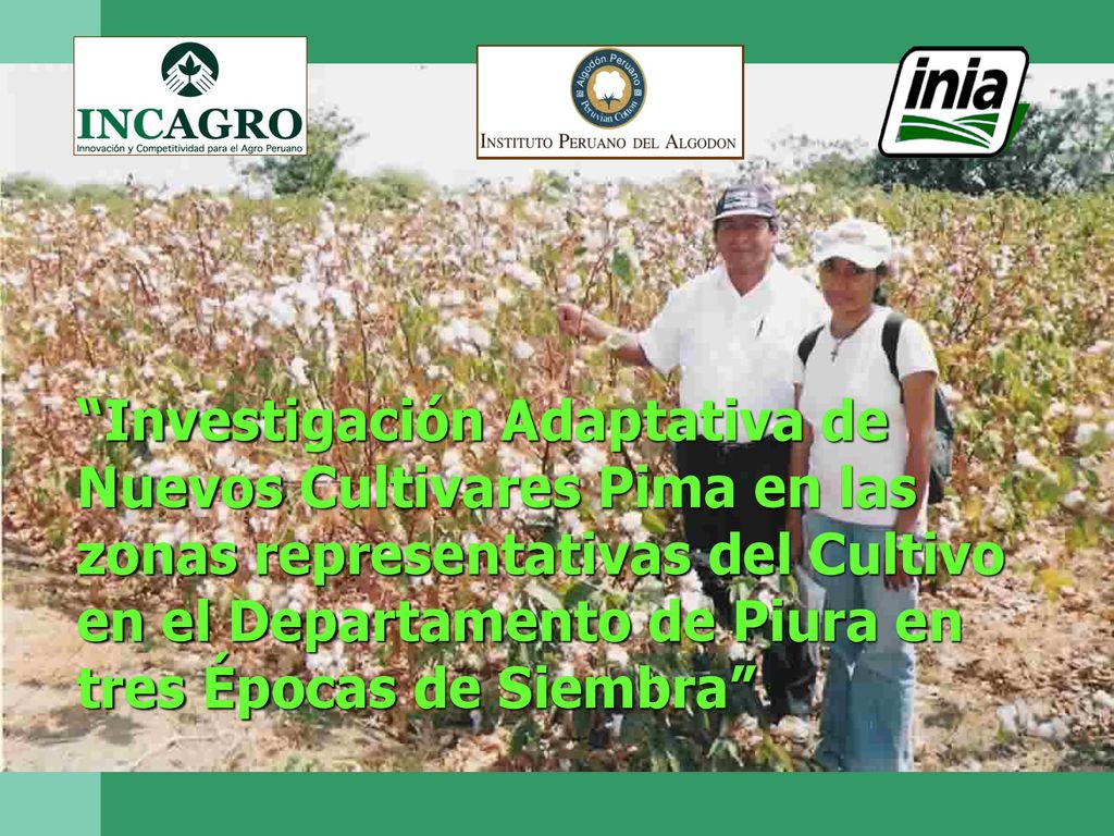 Investigación Adaptativa de Nuevos Cultivares Pima en las zonas representativas del Cultivo en el Departamento de Piura en tres Épocas de Siembra
