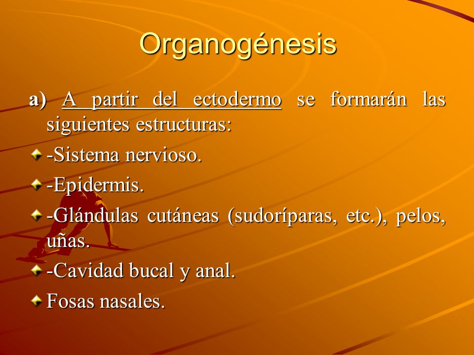 Organogénesis a) A partir del ectodermo se formarán las siguientes estructuras: -Sistema nervioso.