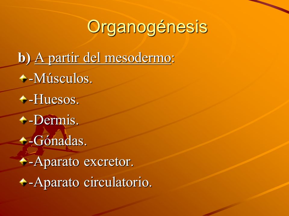 Organogénesis b) A partir del mesodermo: -Músculos. -Huesos. -Dermis.