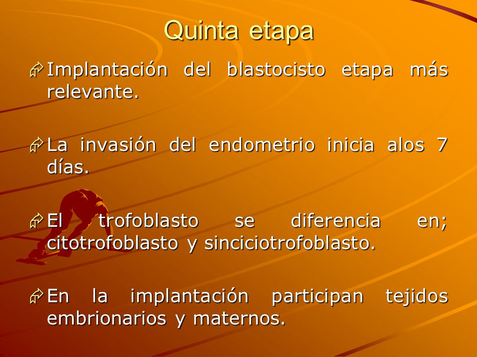 Quinta etapa Implantación del blastocisto etapa más relevante.