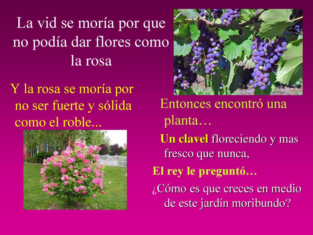 La vid se moría por que no podía dar flores como la rosa