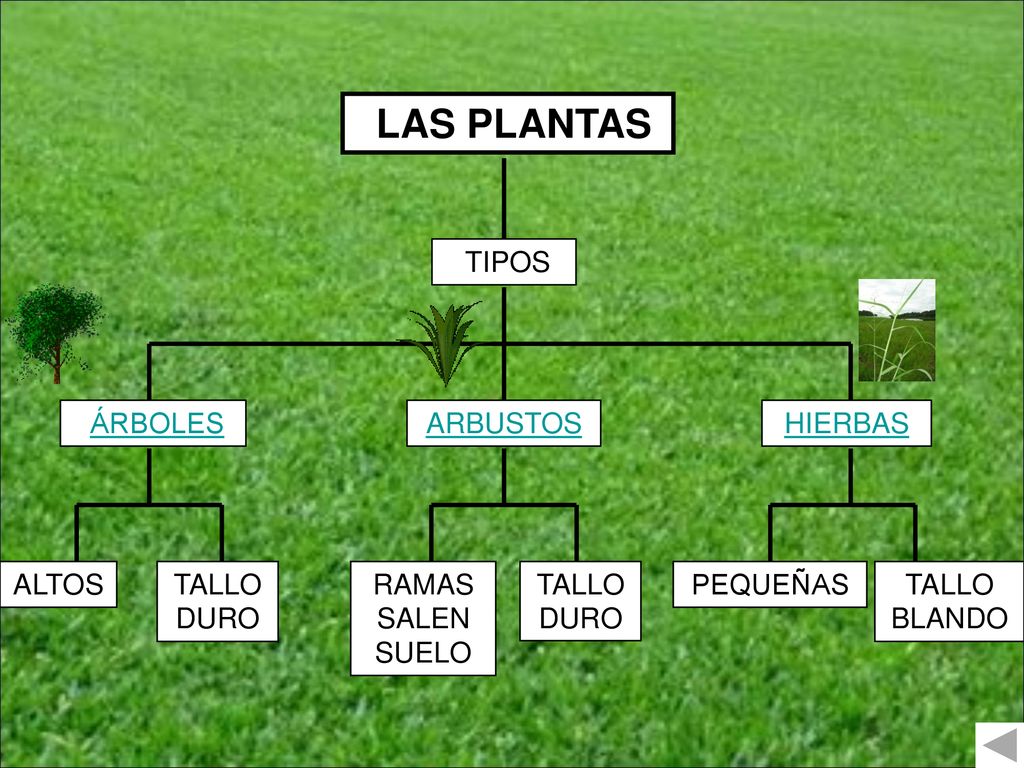LAS PLANTAS TIPOS ÁRBOLES ARBUSTOS HIERBAS ALTOS TALLO DURO