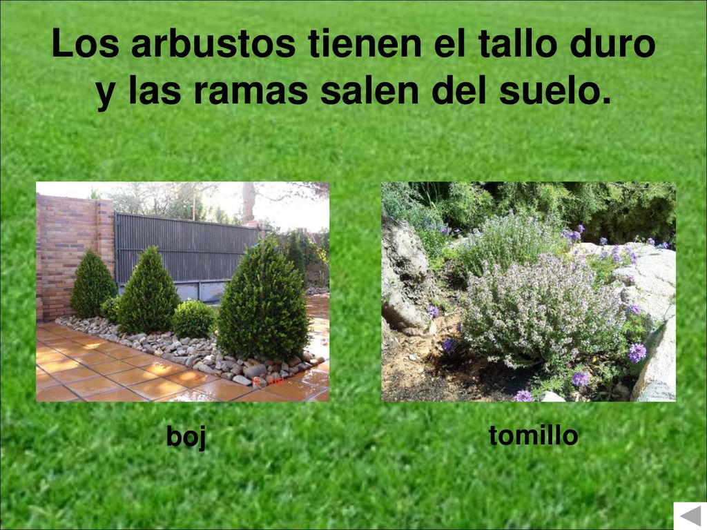 Los arbustos tienen el tallo duro y las ramas salen del suelo.